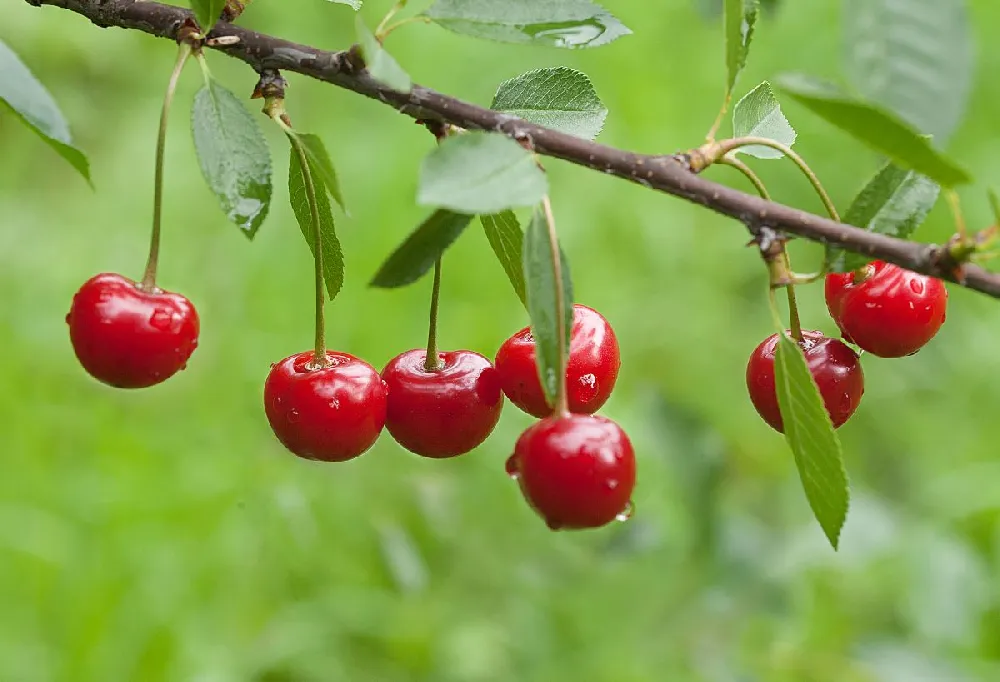 Montmorency Cherry Tree