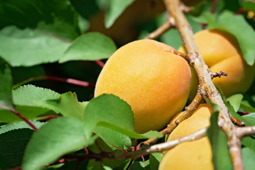 Moorpark Apricot fruits