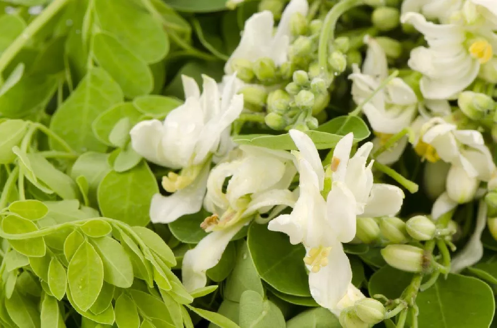 Moringa Tree flowers