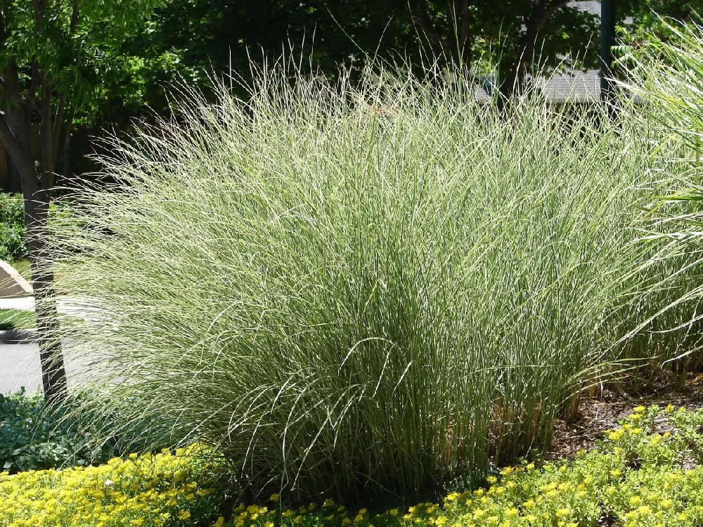 Morning Light Miscanthus