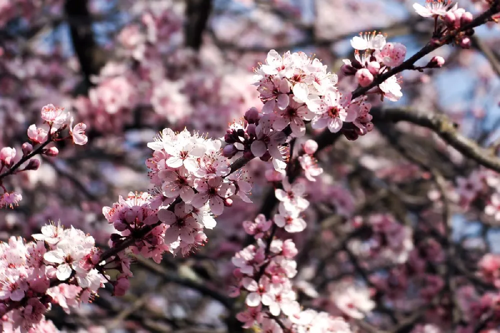 Mount St. Helens® Plum Tree