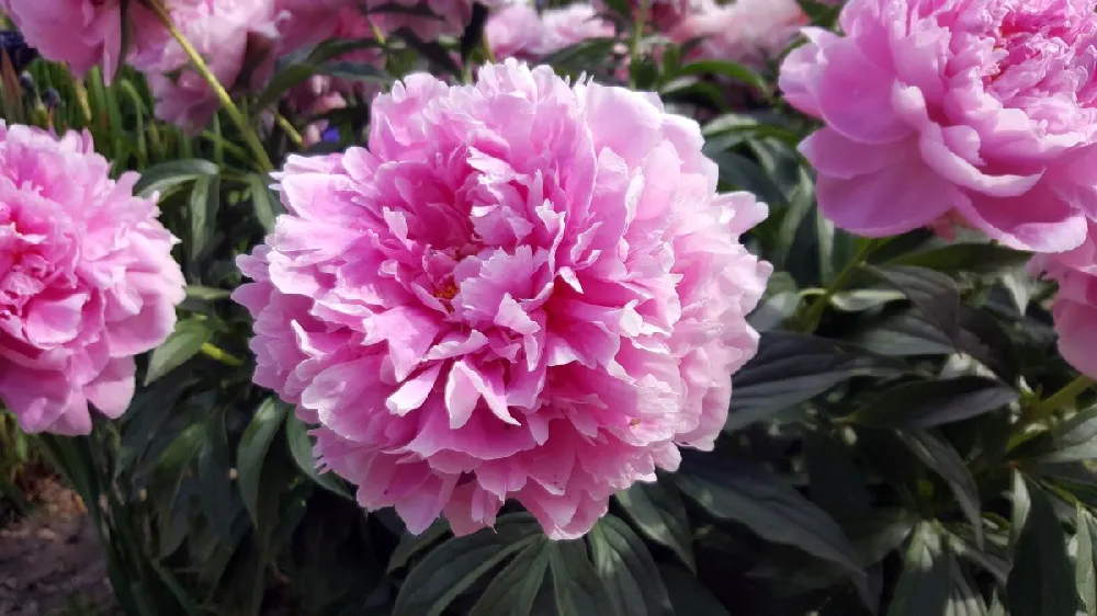 Mr. Ed Peony