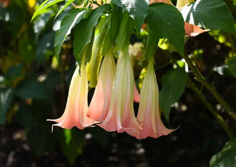 Multicolor Angel Trumpet Tree