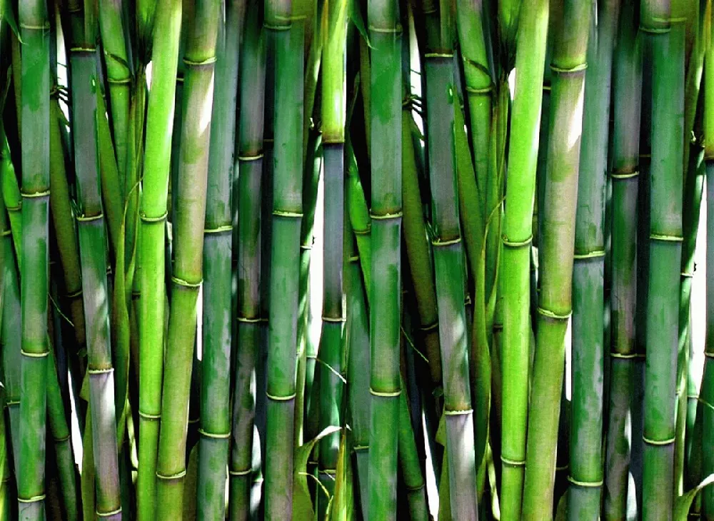 Bamboo: Planting, Growing and Buying Bamboo Plants