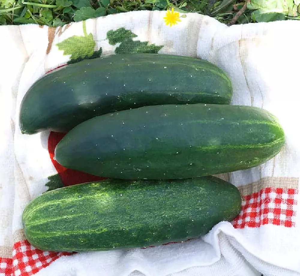 Muncher Cucumbers