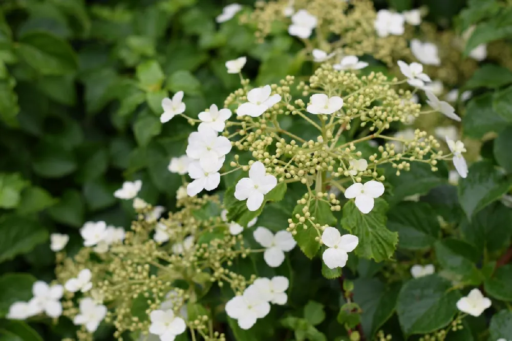 Munchkin Hydrangea Shrub