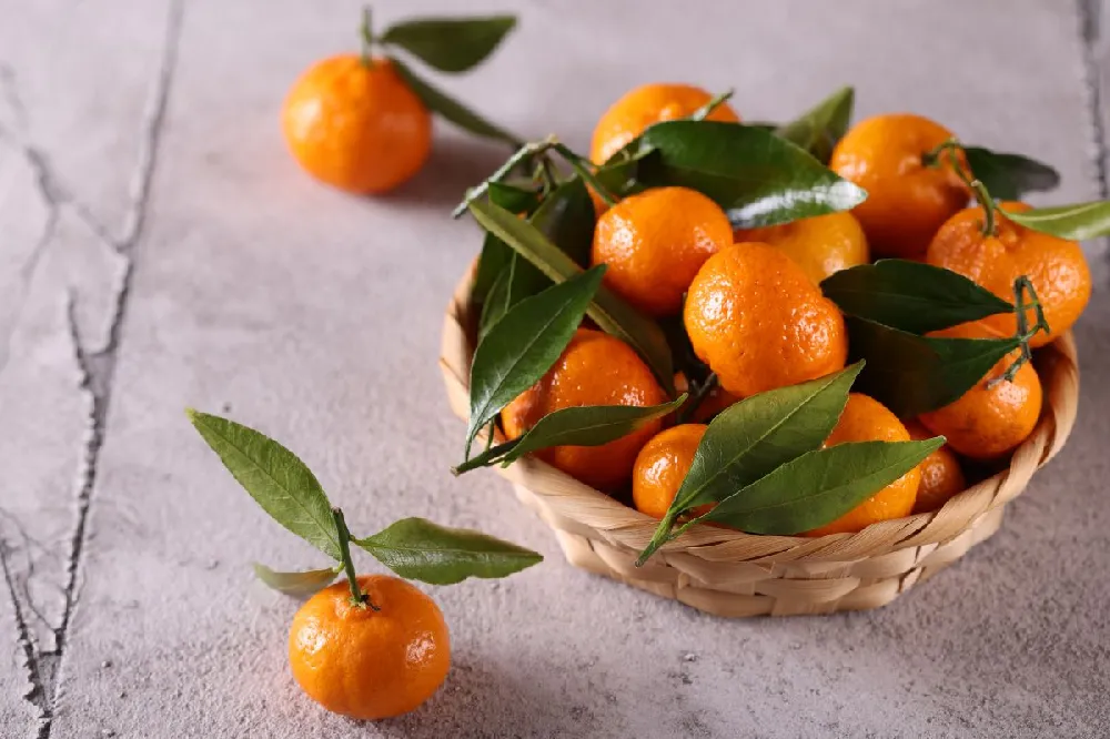 Murcott Honey Mandarin Tree