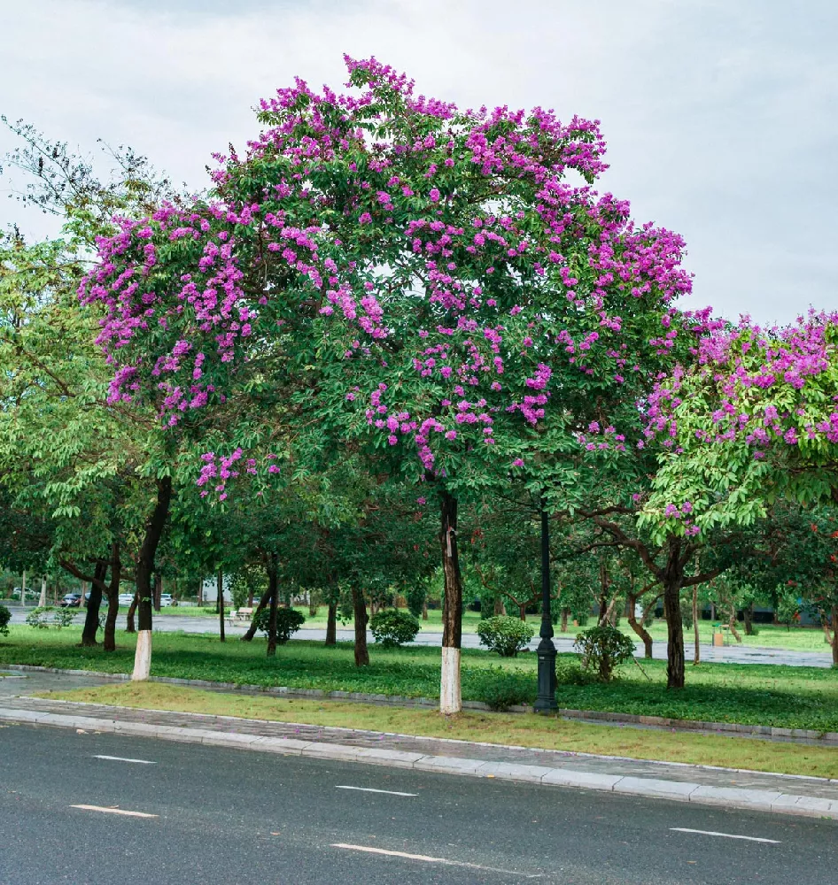 Muskogee Crape Myrtle tree