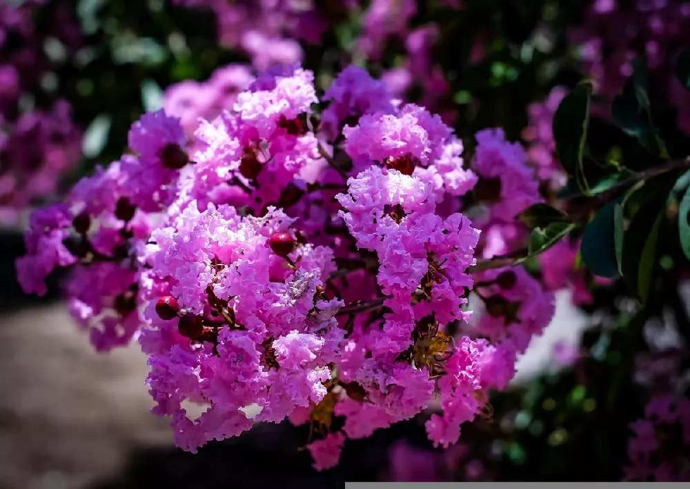 Muskogee Crape Myrtle 2