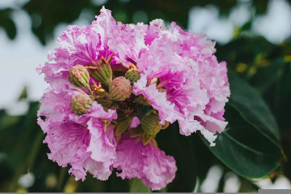 Muskogee Crape Myrtle 3