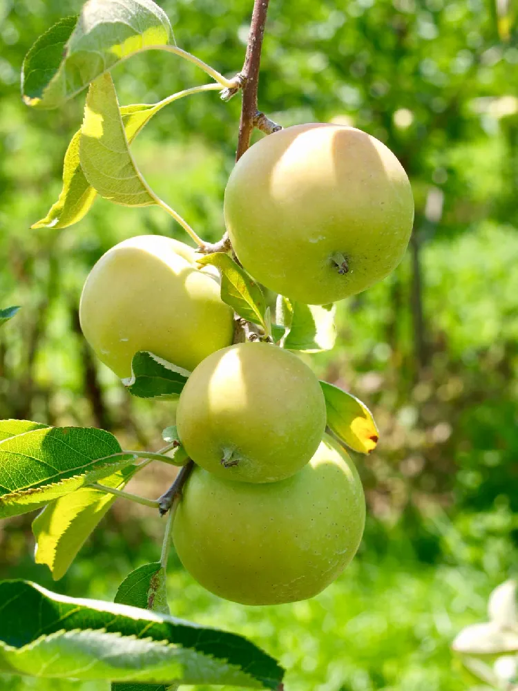 Mutsu (Crispin) Apple Tree