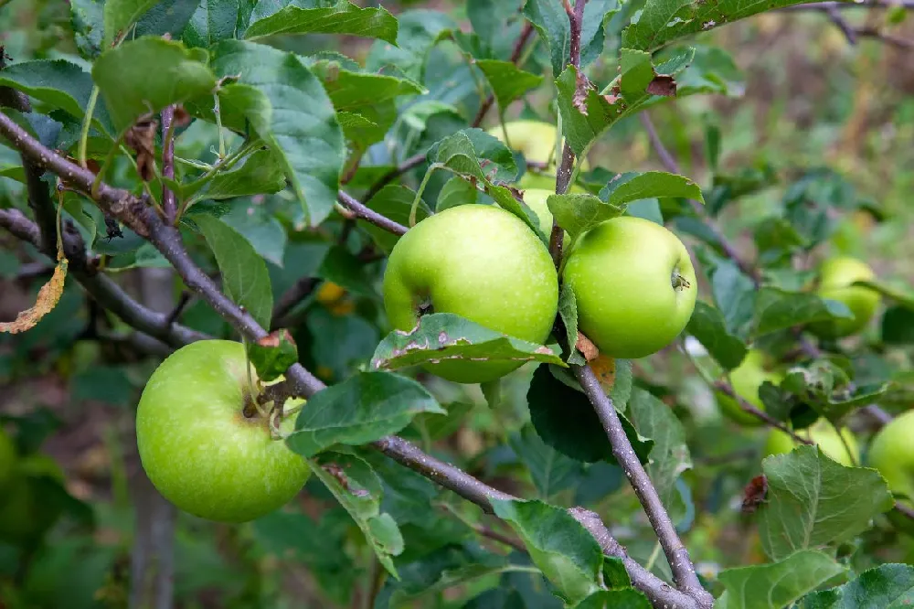 Mutsu (Crispin) Apple Tree