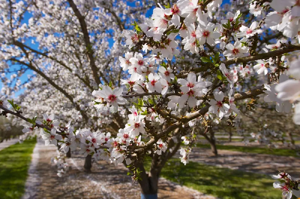 NE Plus Almond Tree