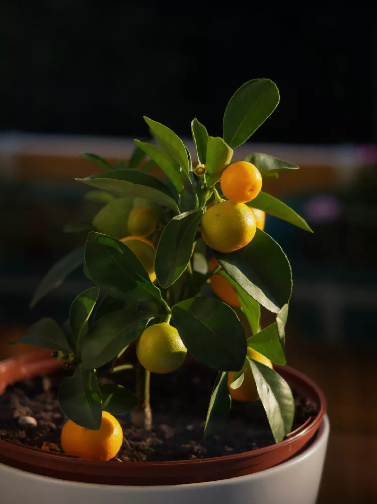 Nagami-Kumquat-1