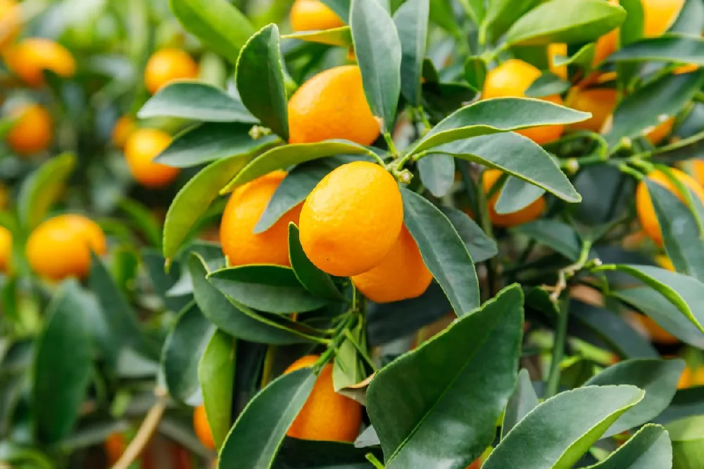 Nagami Kumquat Tree