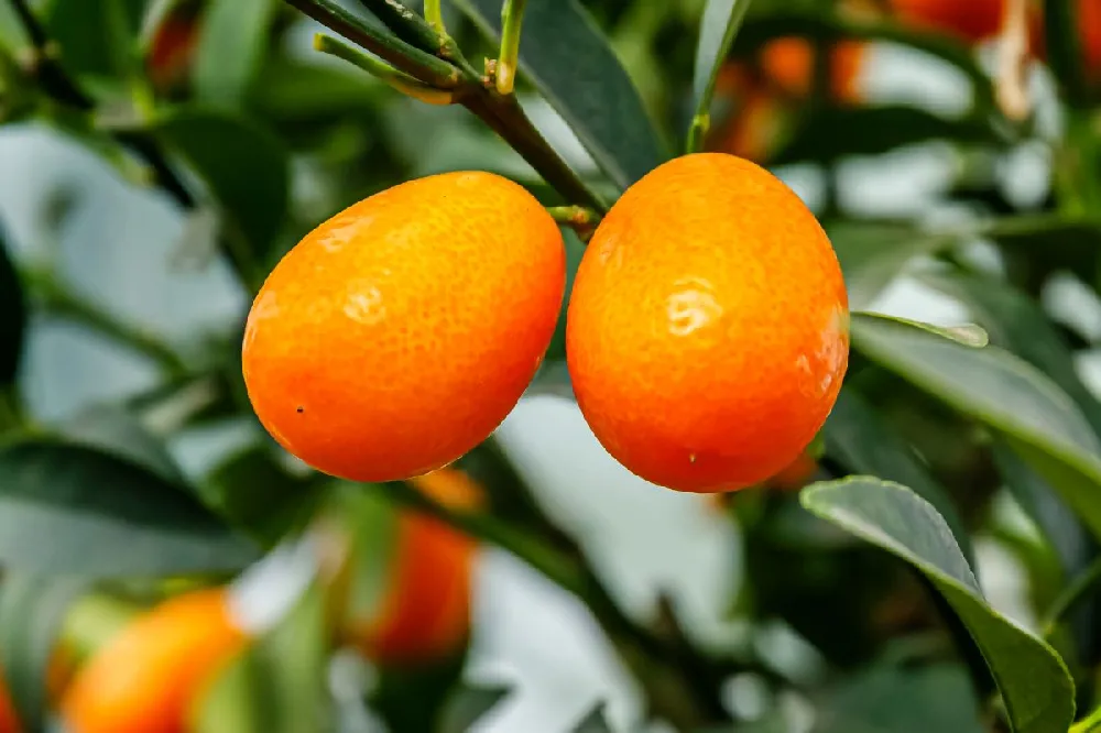 Nagami Kumquat Tree