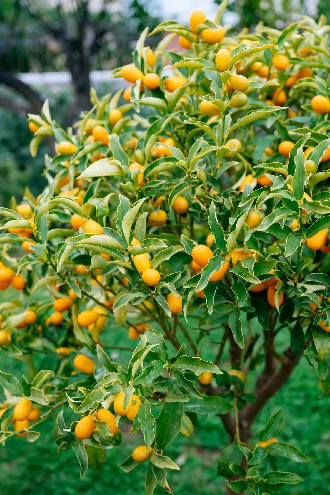 Nagami Kumquat Tree