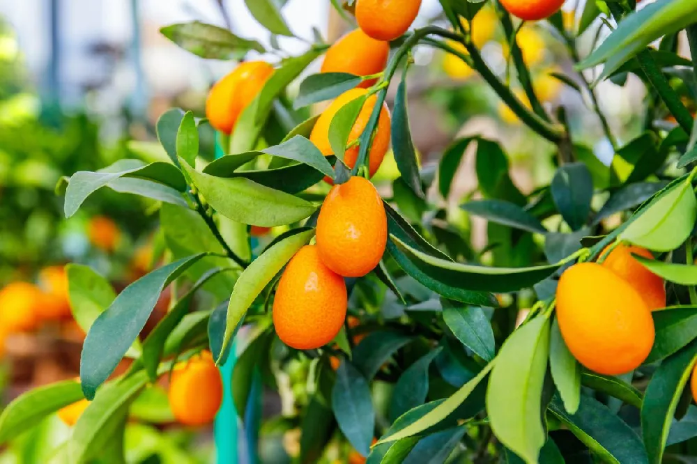 Nagami Kumquat Tree