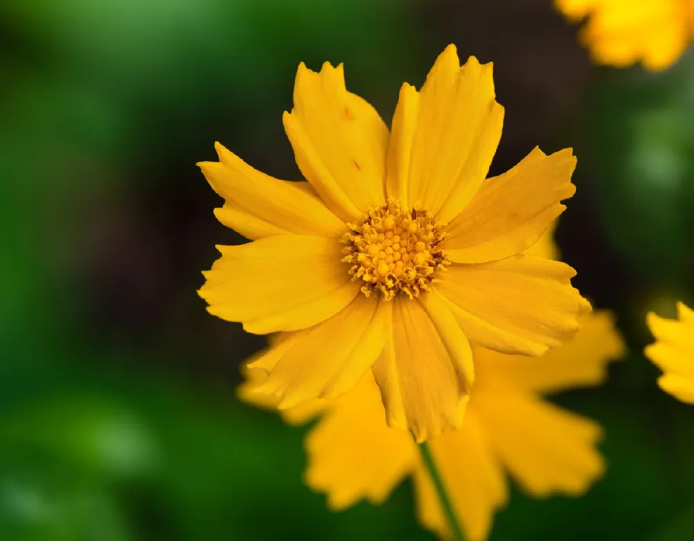 Nana Coreopsis (Tickseed) Plant