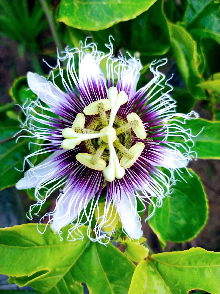 Nancy Garrison Passion Fruit Vine