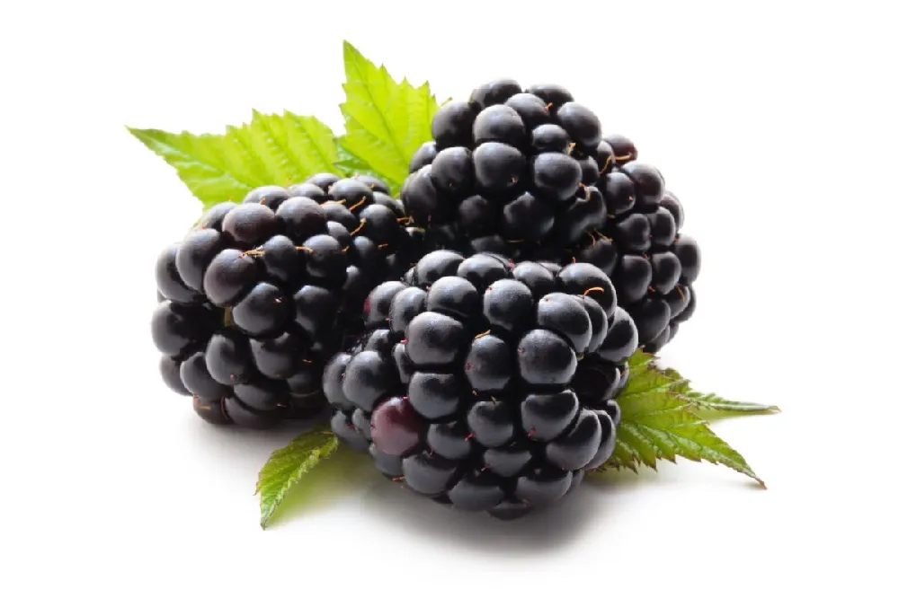 Natchez Blackberry - USDA Organic