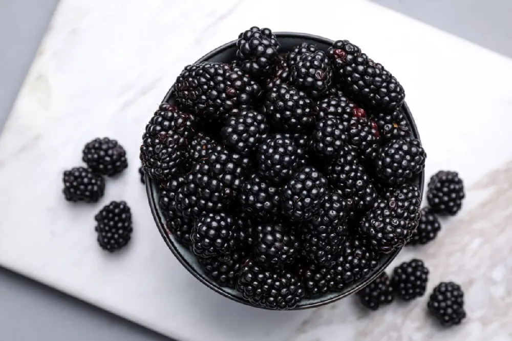 Natchez Blackberry - USDA Organic
