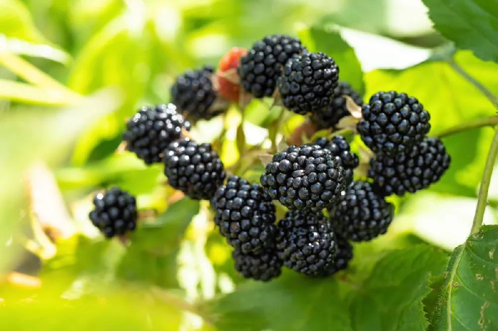 Natchez Blackberry - USDA Organic