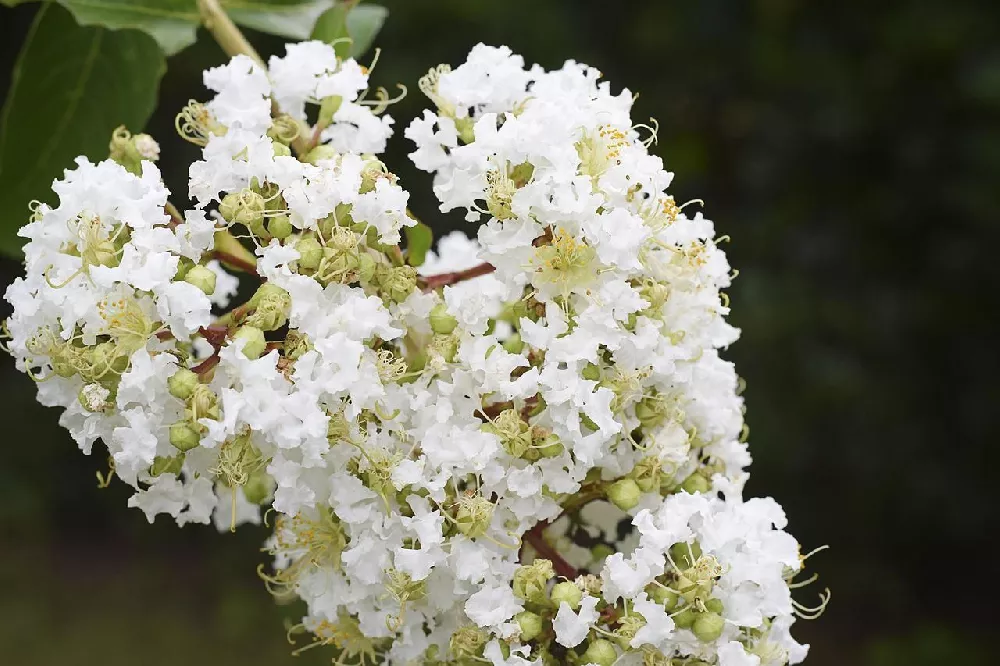 Natchez Crape Myrtle 