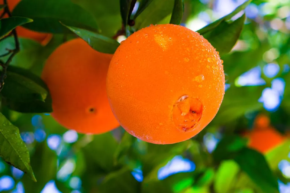 Navel Orange Tree