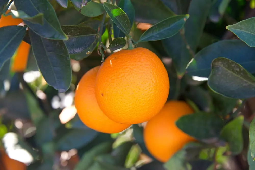 Navel Orange Tree