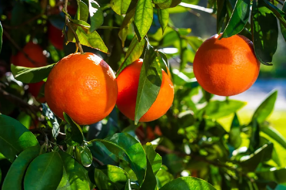 Navel Orange Tree