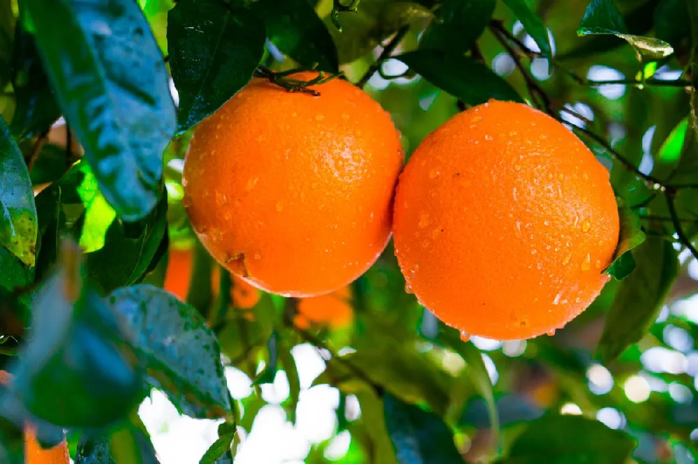 Navel Orange Tree