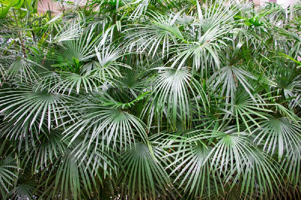 Needle Palm Tree