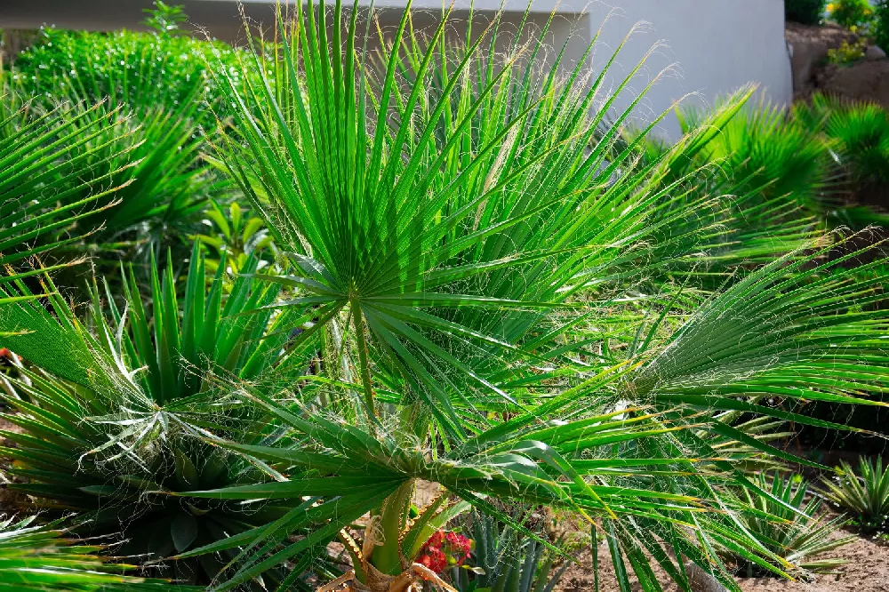Needle Palm Tree up close