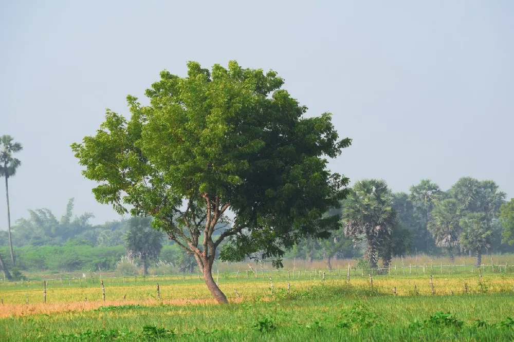 Neem Tree