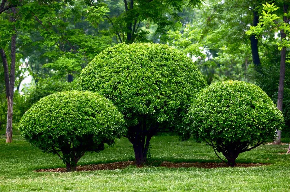 Nellie Stevens Holly bush