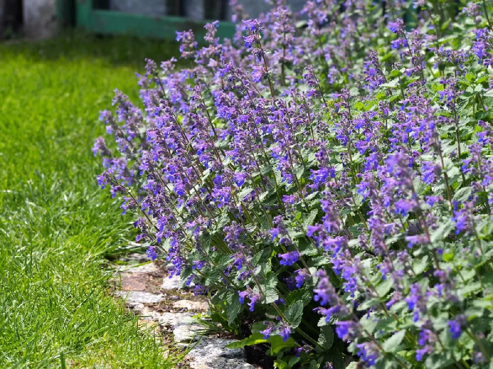 Nepeta 'Cat’s Pajamas' Catmint