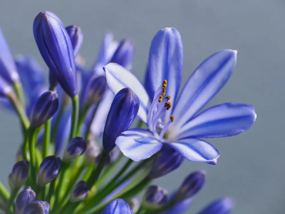 Neverland Lily of the Nile Plant