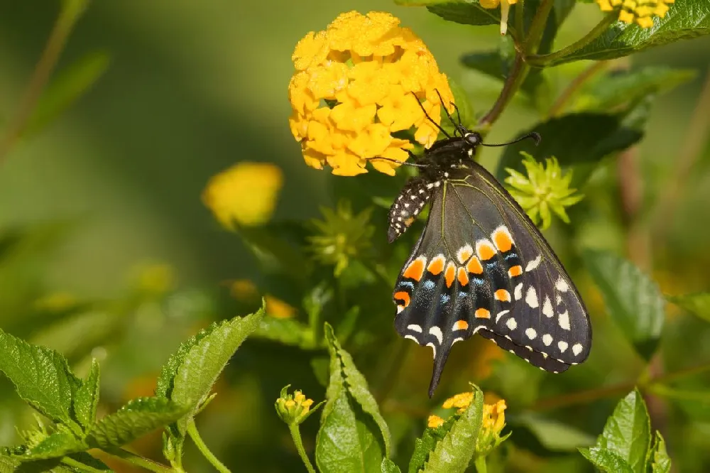 New Gold Lantana