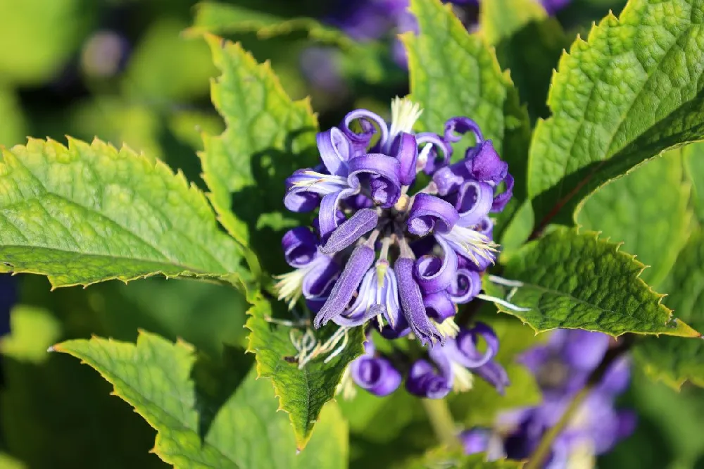 New Love Clematis Shrub