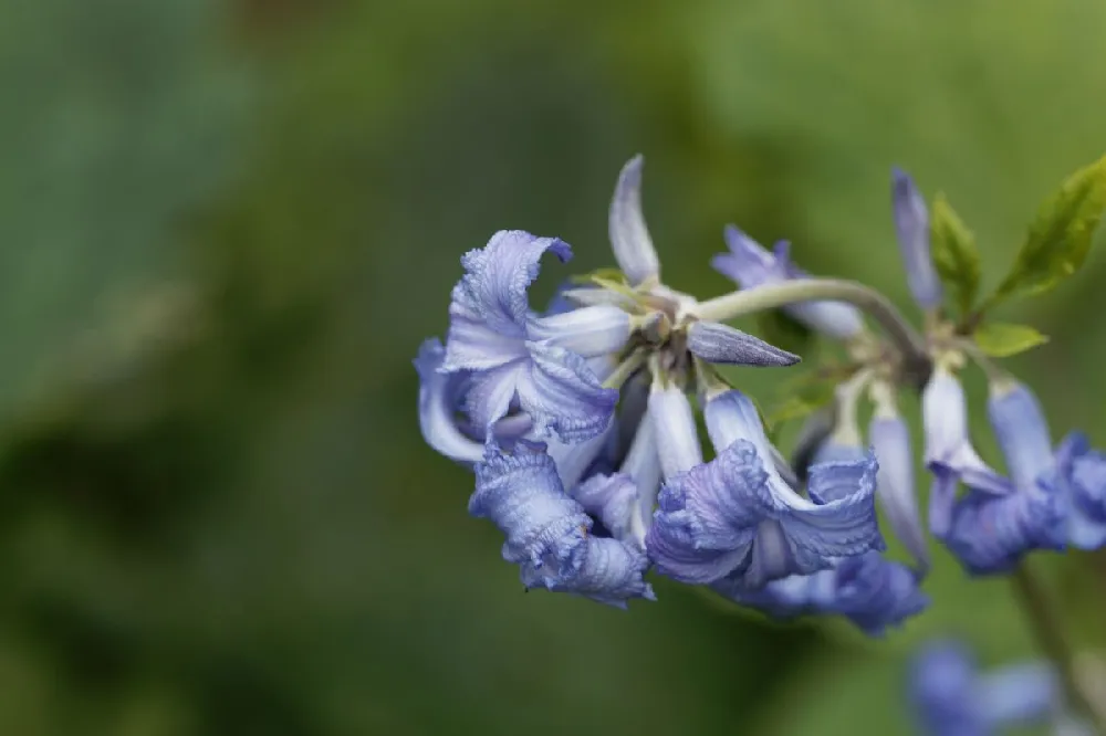 New Love Clematis Shrub