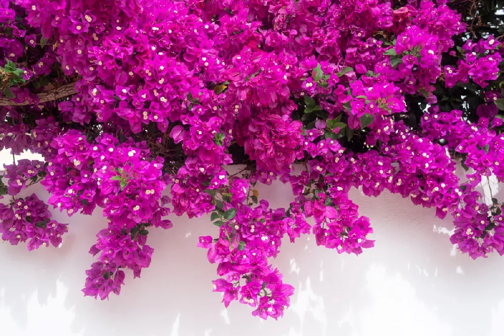 New River Purple Bougainvillea