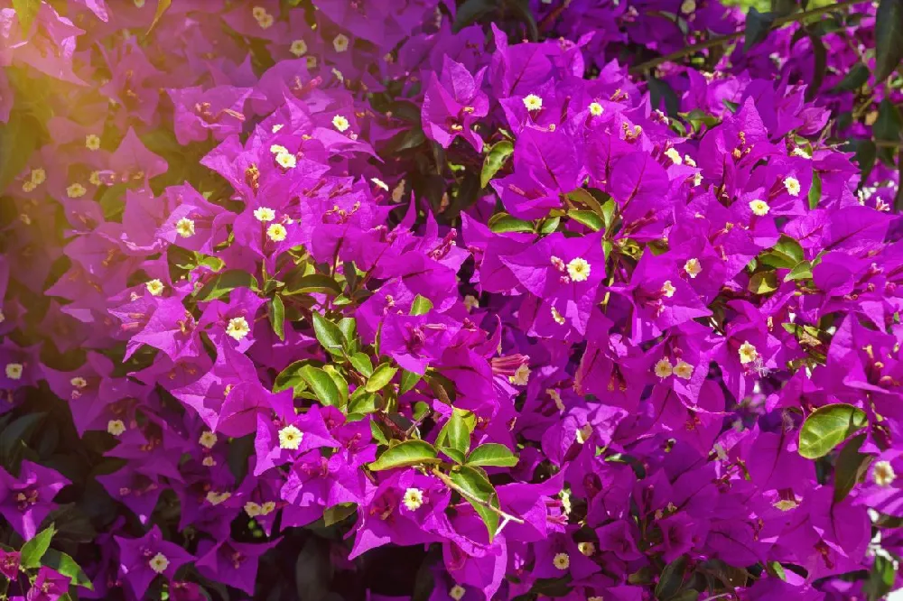 New River Purple Bougainvillea