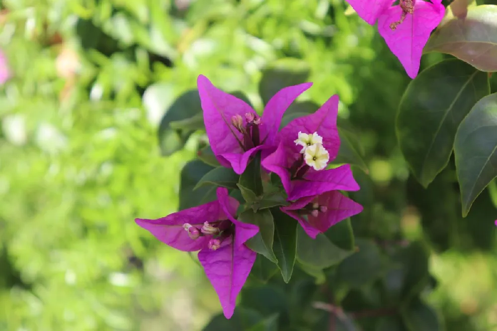 New River Purple Bougainvillea