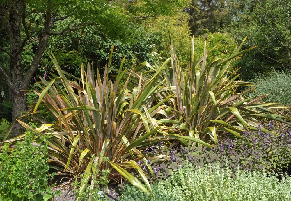 New Zealand Flax