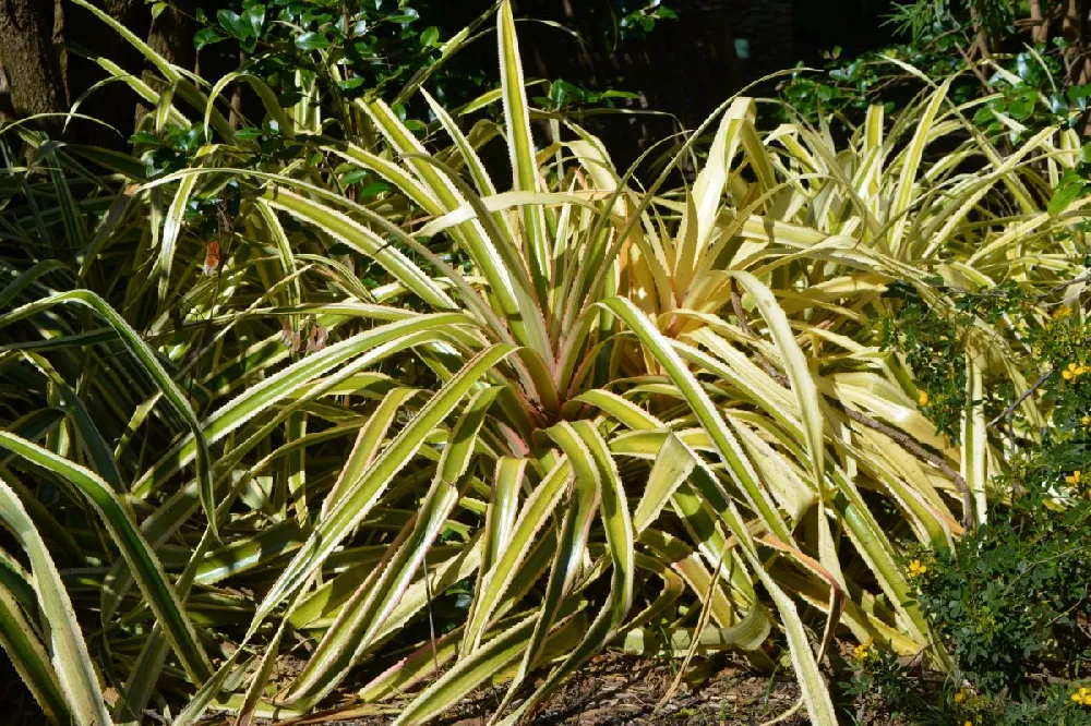 New Zealand Flax