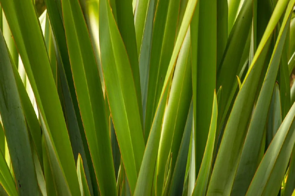 New Zealand Flax