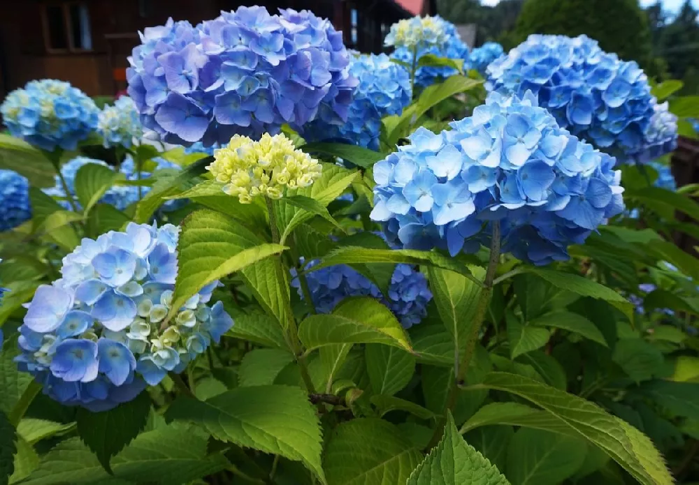 Nikko Blue Hydrangea