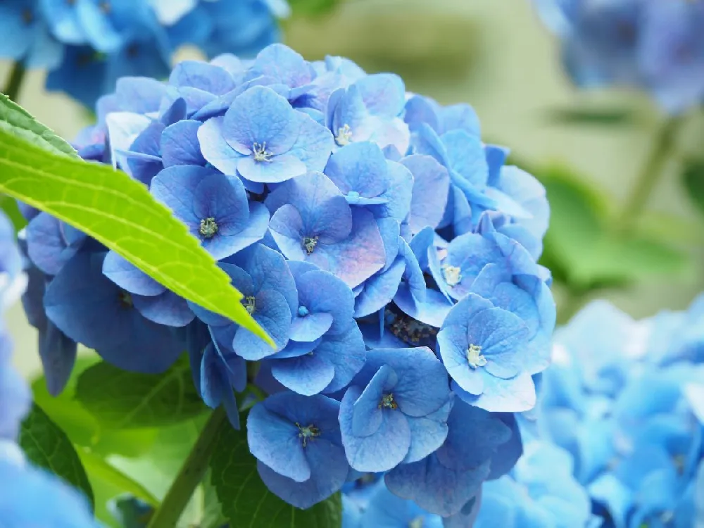 Nikko Blue Hydrangea