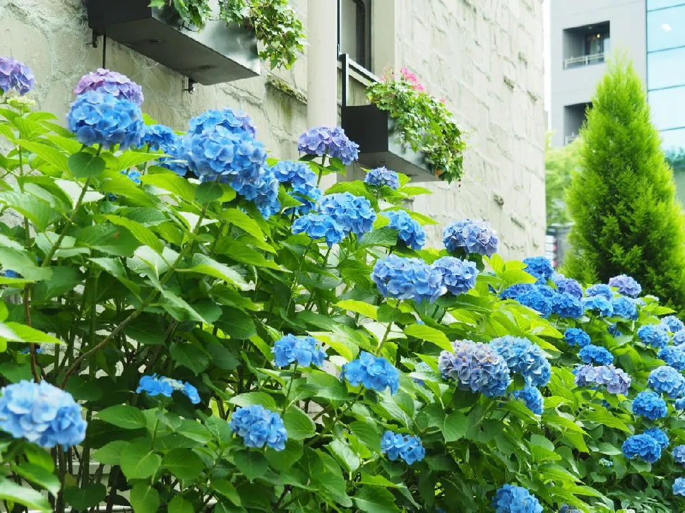 Nikko Blue Hydrangea